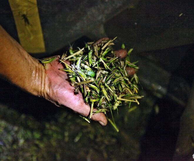 Côn trùng phá hại mùa màng giờ mệnh danh là amp;#34;tôm bayamp;#34;, vị ngon hơn thịt gà chị em lùng mua bằng được - 3