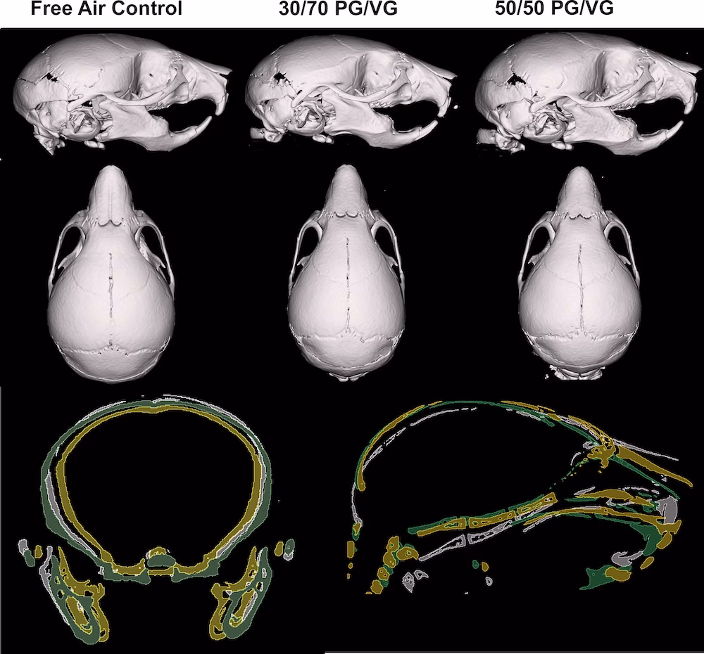 Mice who were exposed to the 30/70 mixture had noticeably shorter noses. (Richlak et al., PLOS One, 2025)
