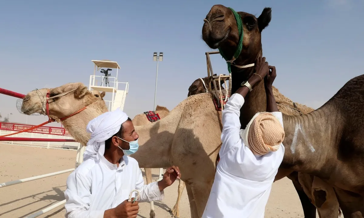 Cuộc thi Hoa hậu Lạc đà: Tôn vinh vẻ đẹp độc đáo và văn hóa Bedouin ở UAE Người nuôi đang tân trang cho thí sinh lạc đà. Ảnh: AP