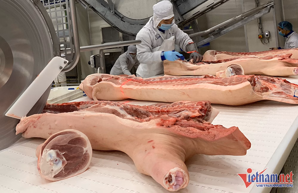 Tình hình chăn nuôi lợn đang gặp khó khăn Tình hình chăn nuôi lợn đang gặp khó khăn