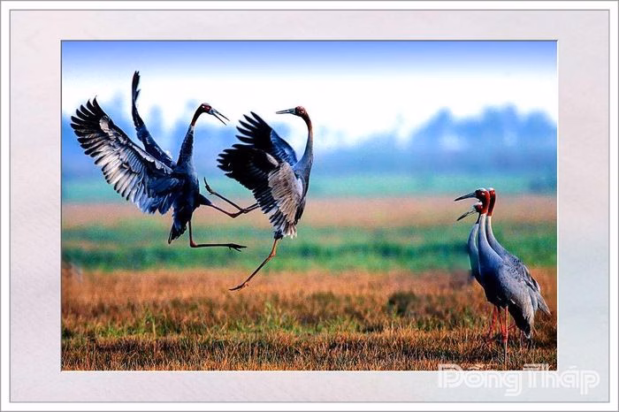 Khoảnh khắc sếu đầu đỏ đối diện nhau đầy uy nghi