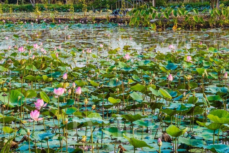 Vẫn còn đó một Cái Mơn rất đỗi dịu dàng với vườn cây ăn trái và hình bóng người con gái năm xưa giờ đây sắp lên chức ngoại.