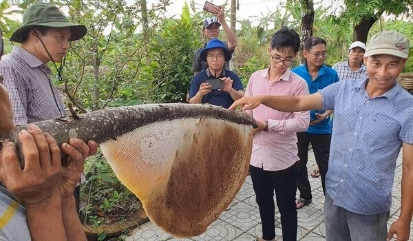 Về rừng U Minh trải nghiệm gác kèo ong, tự tay thu hoạch ong mật. Ảnh: Nhật Hồ