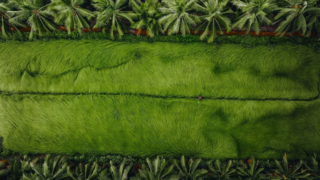 Nhận diện văn hóa trong không gian số Xứ sở cỏ lác Vĩnh Long vào mùa thu hoạch xanh mướt như nhung