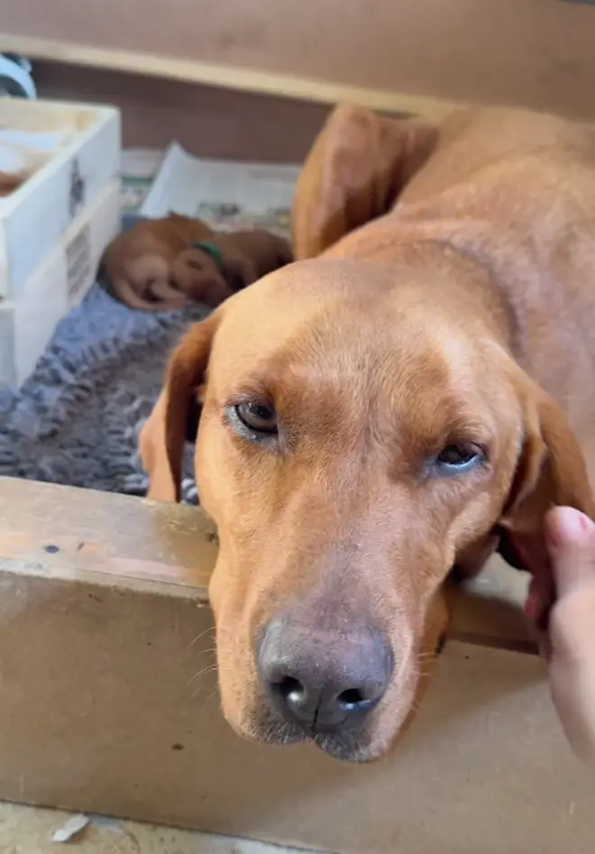 Arya, one of Jeremy and Lisa's two dogs, gave birth to 11 puppies earlier this week.