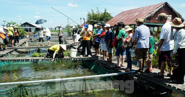 Loài cá 'tên lửa' Du khách tấp nập tới 'ốc đảo' giữa sông Hậu ảnh5