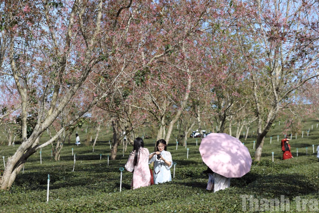 Bản đồ c&aacute;c điểm ngắm hoa Mai Anh Đ&agrave;o tại Đ&agrave; Lạt