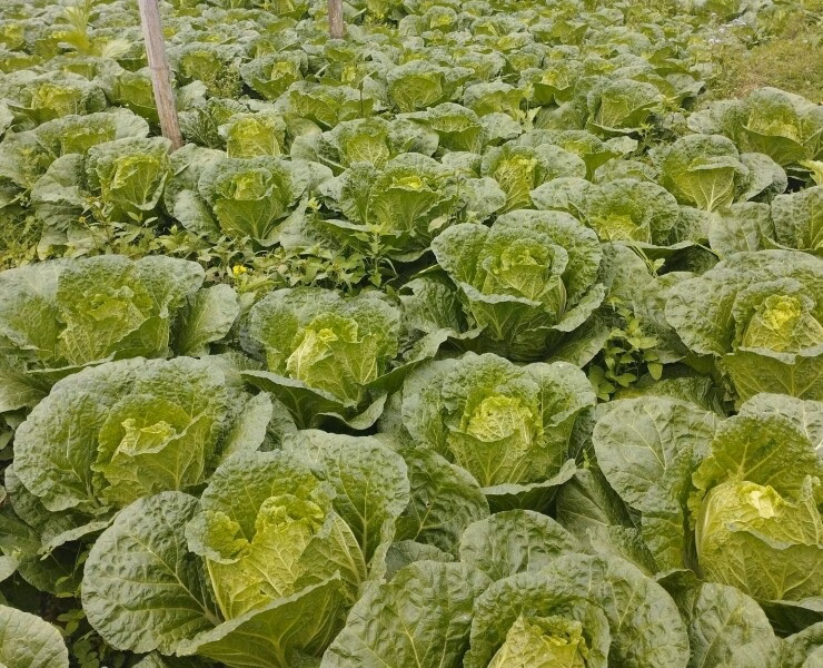 Cải thảo &ndash; rau xanh dinh dưỡng cao