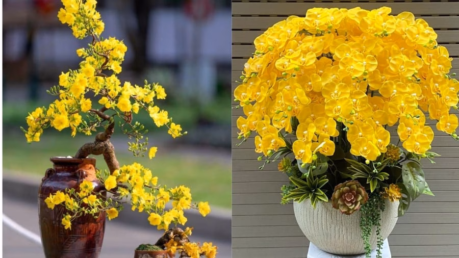 C&acirc;y m&agrave;u v&agrave;ng như hoa mai, lan hồ điệp v&agrave;ng đặt ở hướng T&acirc;y v&agrave; T&acirc;y Bắc