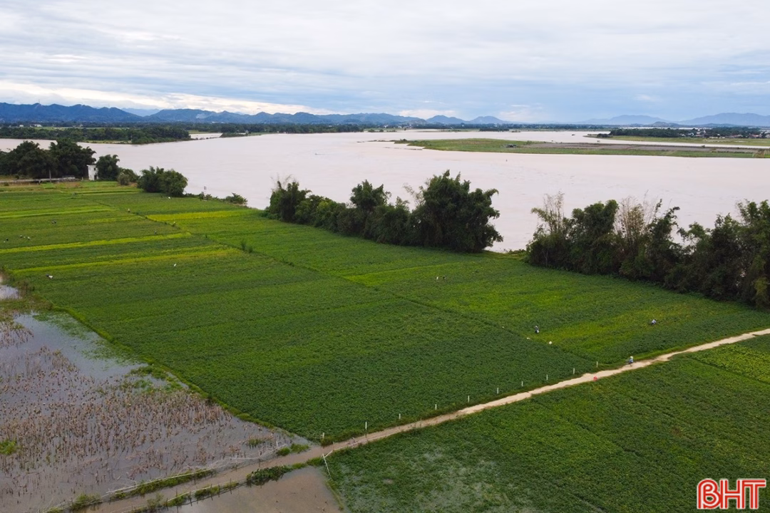 Hà Tĩnh: Nước lũ dâng cao, nguy cơ mất trắng hoa màu ở xã Đức Quang Không chỉ bị cô lập tạm thời, đợt lũ bất ngờ đã gây thiệt hại đáng kể cho sản xuất nông nghiệp của người dân. Theo thống kê ban đầu, có hơn 26 ha rau màu gồm đậu, vừng, ngô.. và 11 ha lúa tại các thôn Tiền Phong, Quang Lộc 1, Quang Lộc 2, Thượng Tứ, Đông Đoài... (xã Đức Quang) bị ngập nước.
