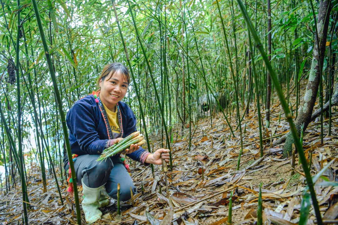 Nâng cao thu nhập nhờ phát triển ngành măng Từ những rừng măng bạt ngàn, những ngườ phụ nữ vùng cao đang nỗ lực vươn lên, đón nhận những cơ hội phát triển mới.