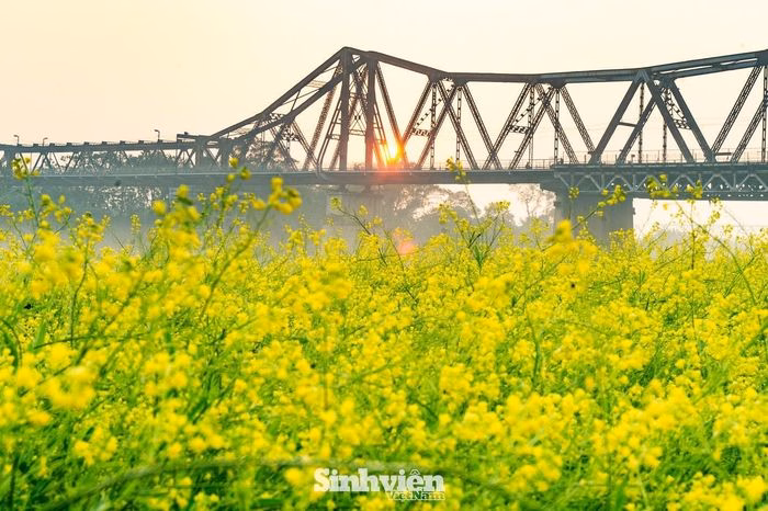 Cảnh hoa v&agrave; cầu Long Bi&ecirc;n khi sương tan