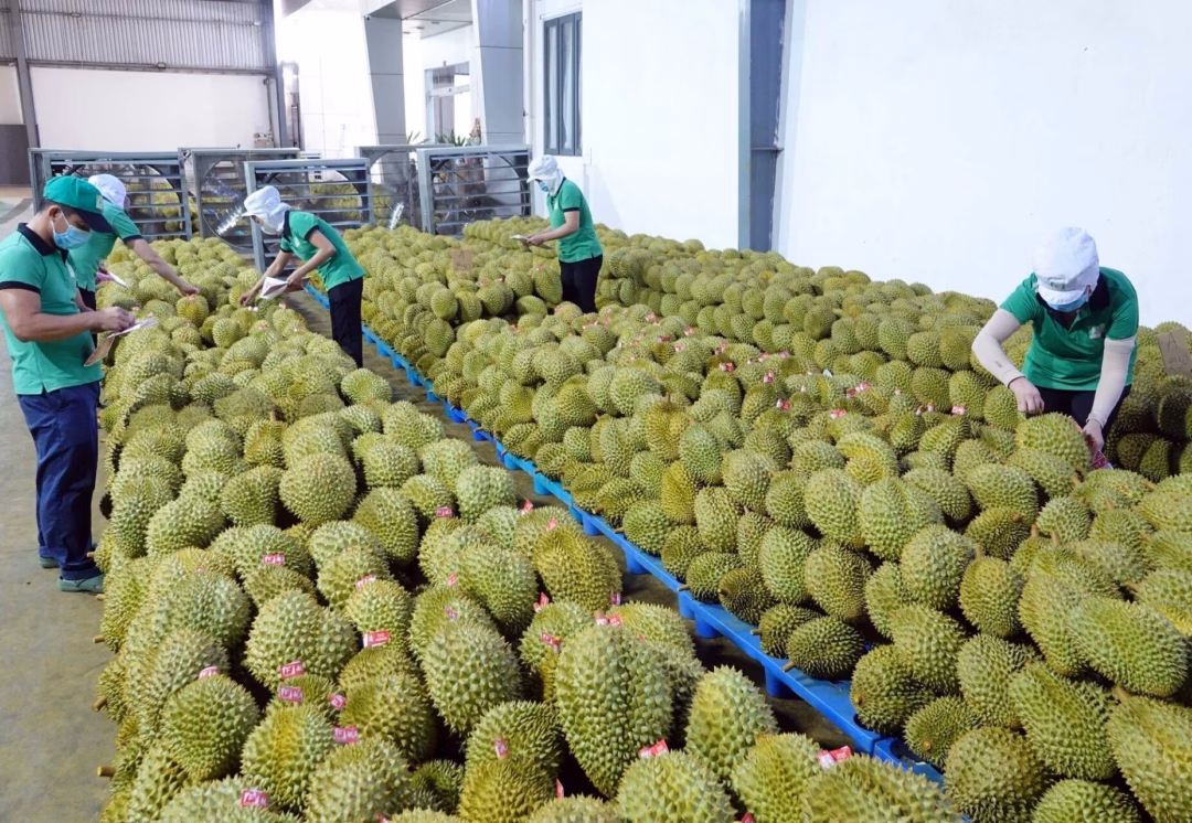 Tái định vị trái cây Việt để chinh phục thị trường cao cấp Tái định vị ngành trái cây là quá trình chuyển đổi sâu rộng, từ quản trị sản xuất đến kiến tạo thương hiệu quốc gia