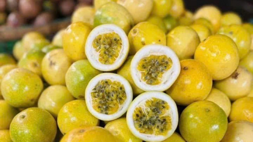 Thương lái Trung Quốc cuồn cuộn mua vàng xanh ở Việt Nam