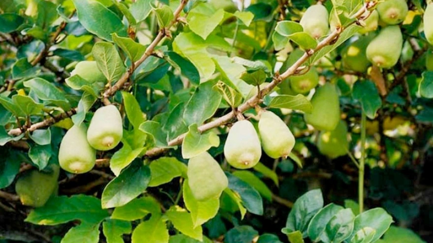 Thương lái Trung Quốc cuồn cuộn mua vàng xanh ở Việt Nam