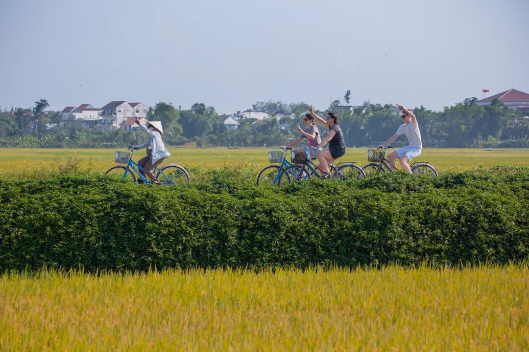 Hội An đã hình thành các tour lữ hành dẫn khách trải nghiệm mùa lúa chín - tận dụng tài nguyên bản địa để thu hút khách. Ảnh: Phan Vũ Trọng