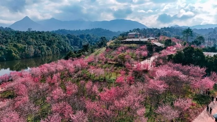 Hoa anh đào nở rộ ở Mường Phăng Hoa anh đào nở rộ ở Mường Phăng