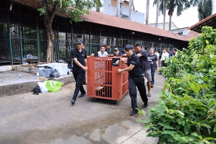 Cứu hộ thành công 4 cá thể gấu nuôi nhốt đưa về Bạch Mã