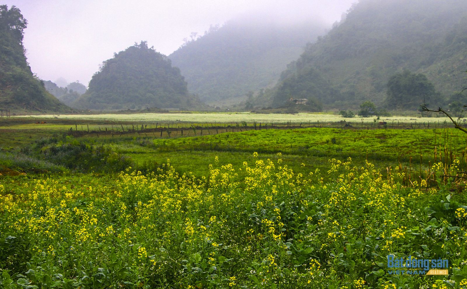 Du xuân nơi “thiên đường“ hoa cải