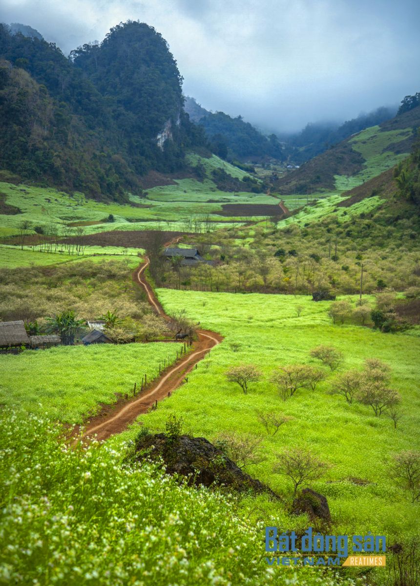 Du xuân nơi “thiên đường“ hoa cải