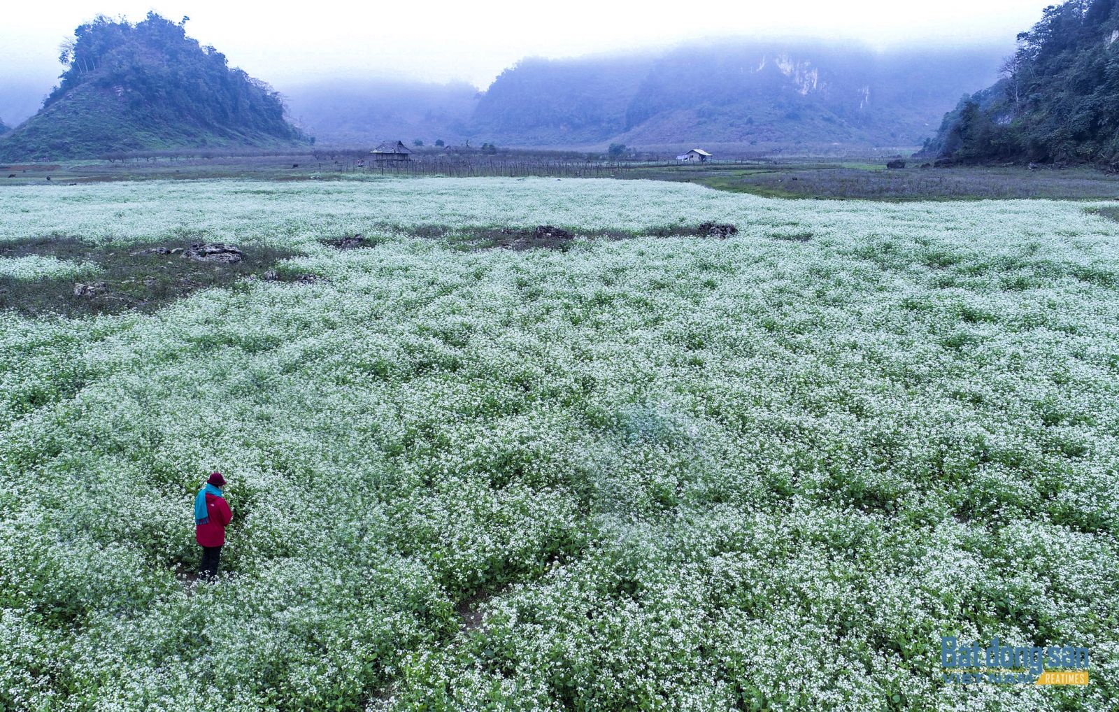 Du xuân nơi “thiên đường“ hoa cải