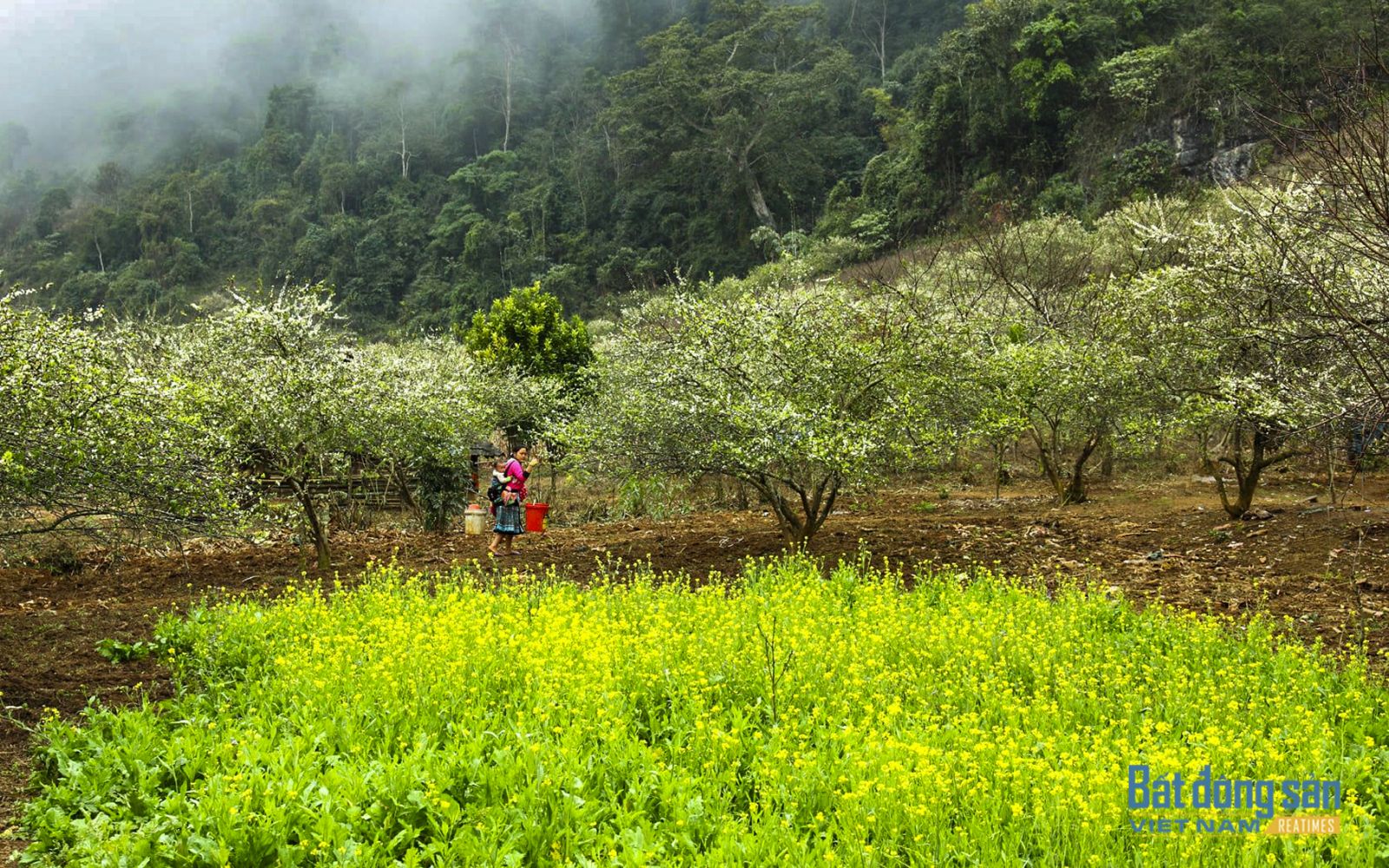 Du xuân nơi “thiên đường“ hoa cải