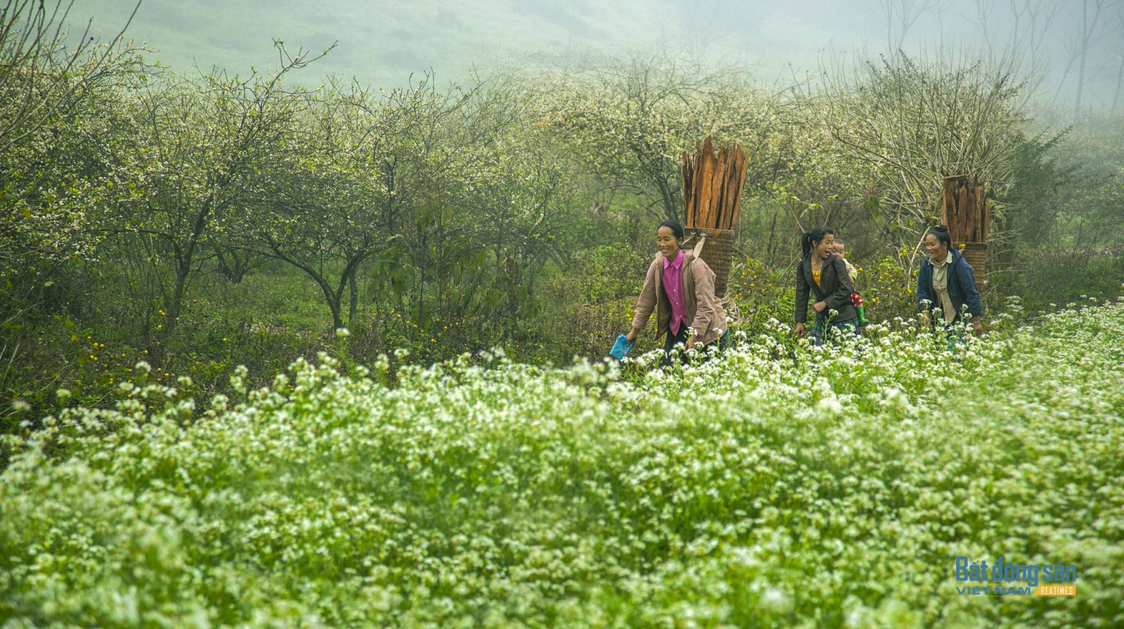 Du xuân nơi “thiên đường“ hoa cải