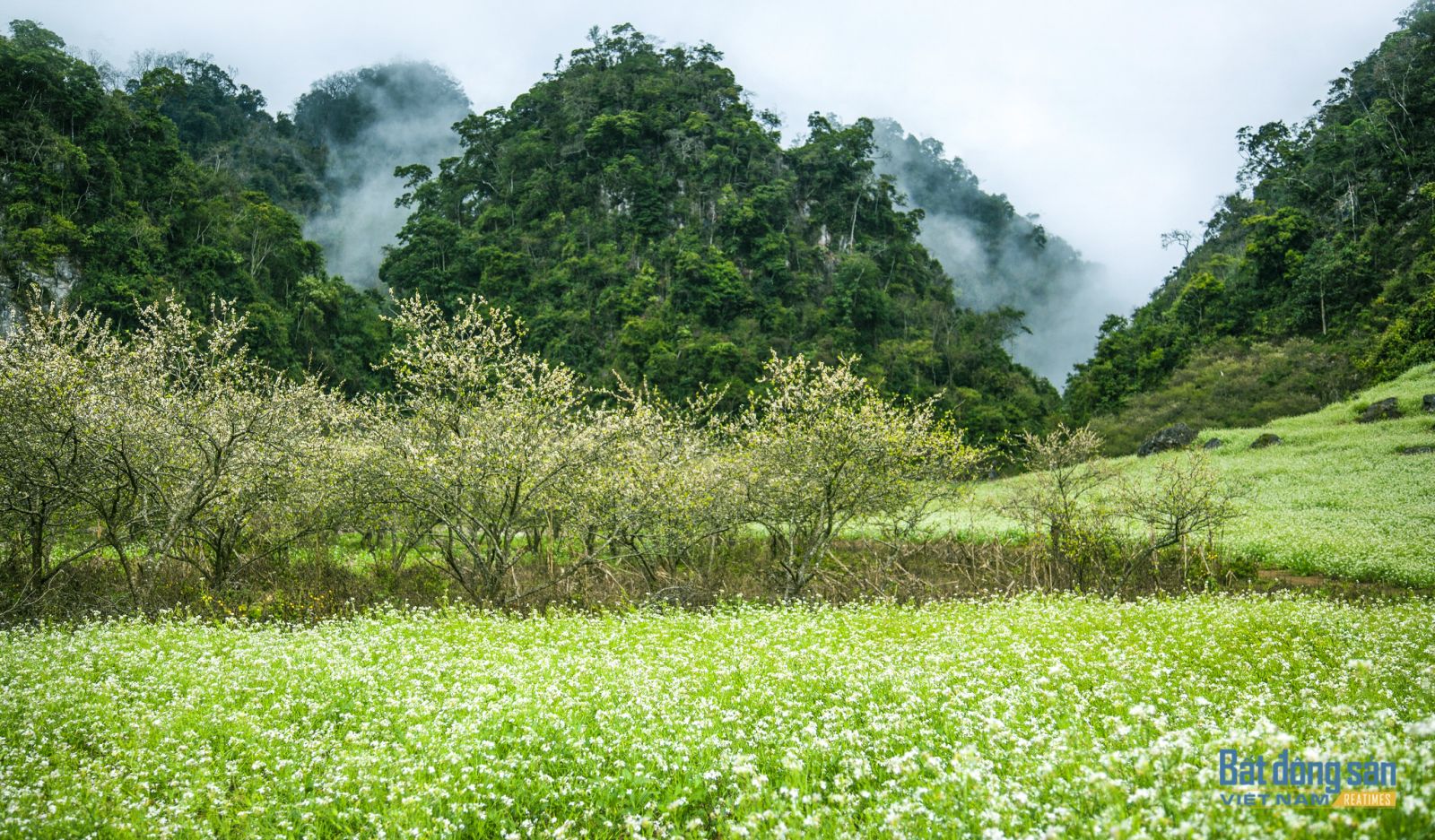 Du xuân nơi “thiên đường“ hoa cải