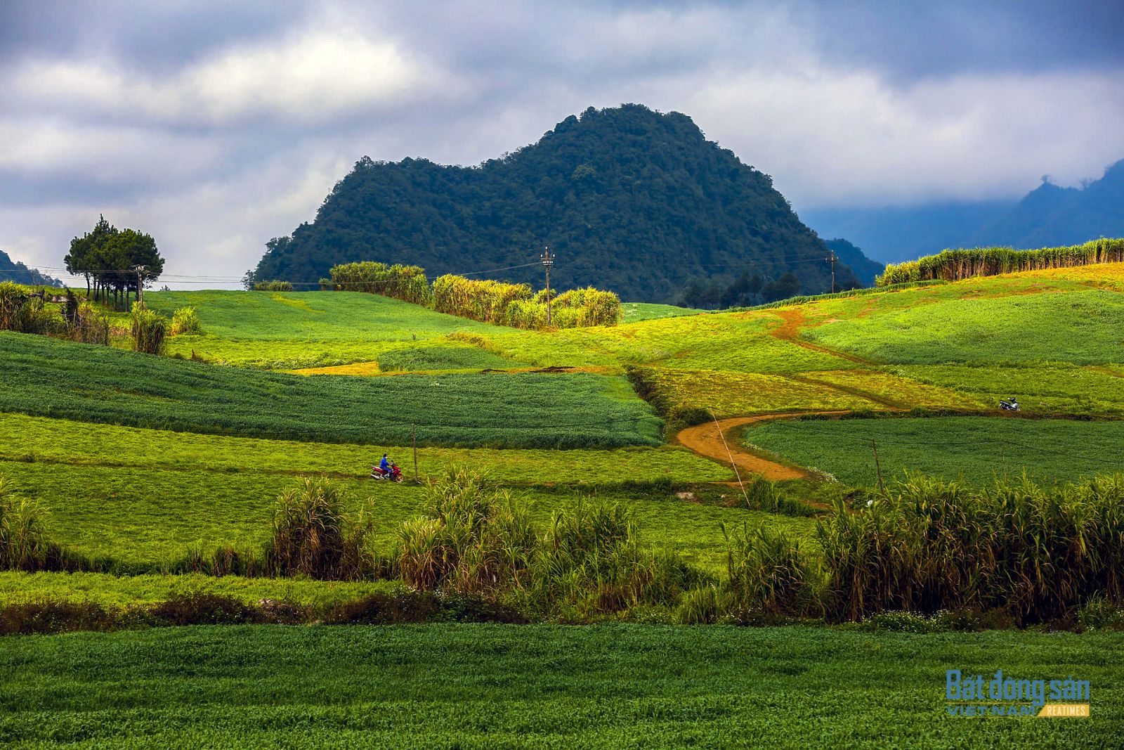 Du xuân nơi “thiên đường“ hoa cải