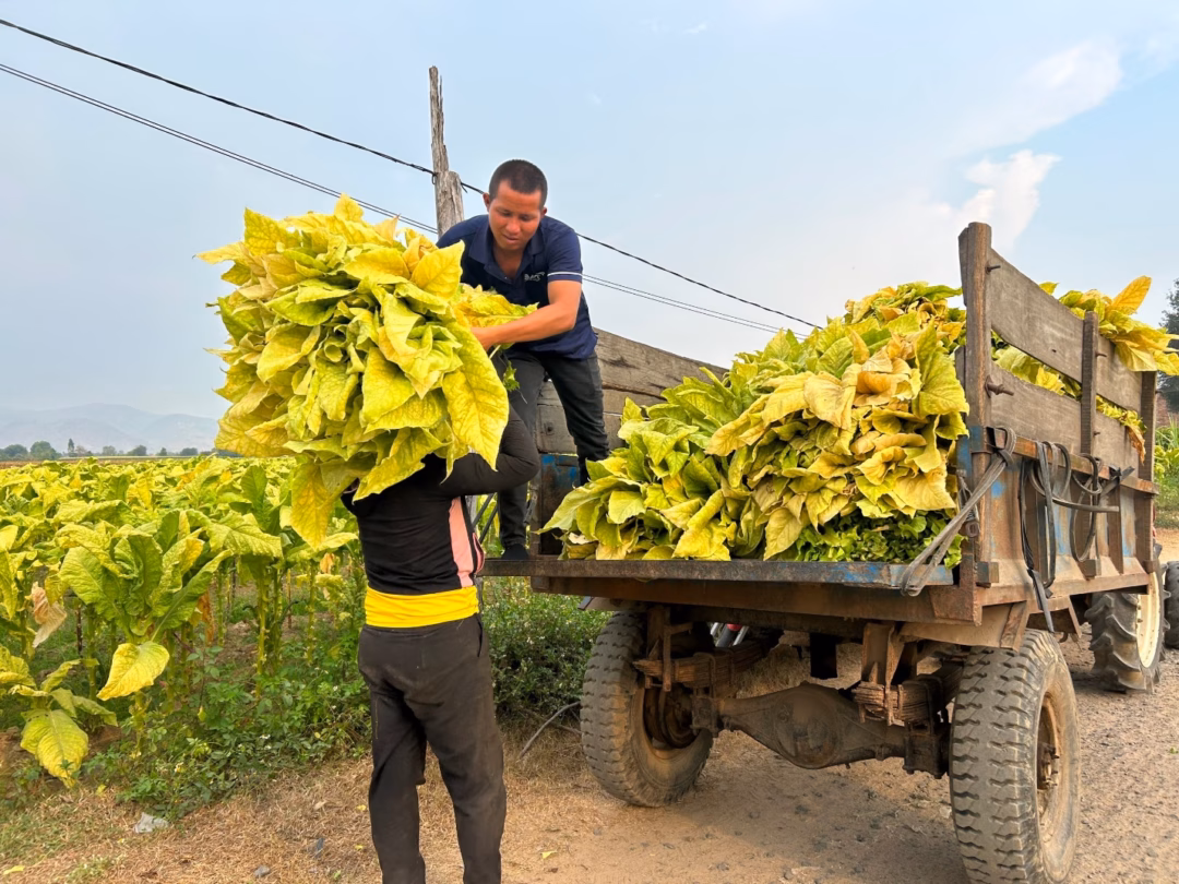 Tăng thuế tiêu thụ đặc biệt thuốc lá cần có lộ trình hợp lý Tăng thuế tiêu thụ đặc biệt thuốc lá cần có lộ trình hợp lý