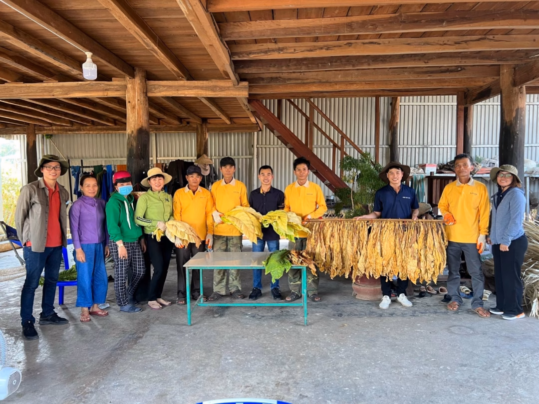 Cây thuốc lá mang lại hiệu quả kinh tế cao cho người dân Cây thuốc lá mang lại hiệu quả kinh tế cao cho người dân