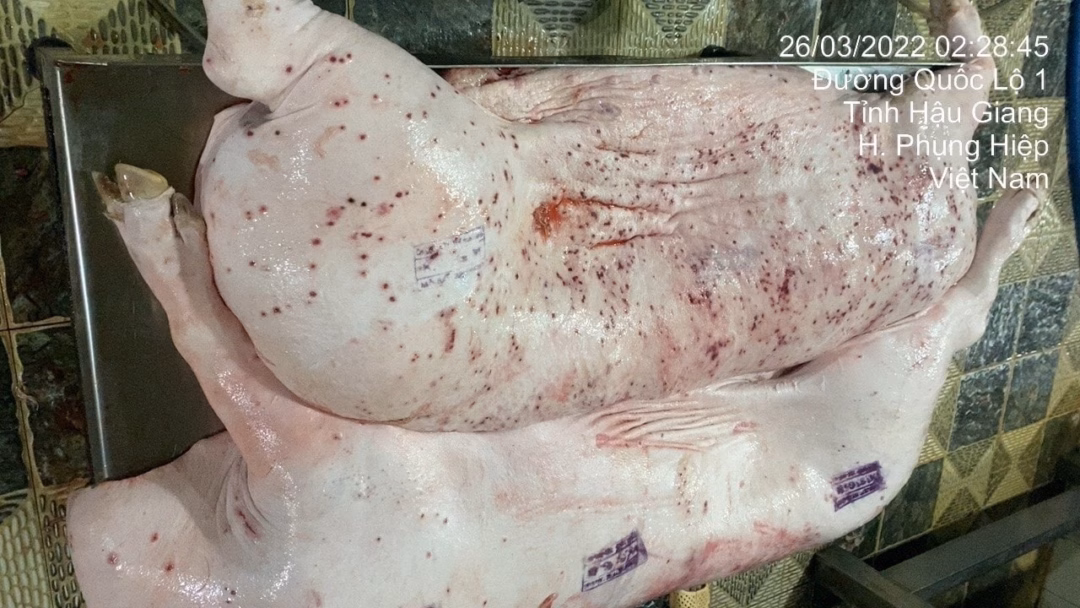 Lợn bệnh tại cơ sở giết mổ Lợn bệnh tại cơ sở giết mổ