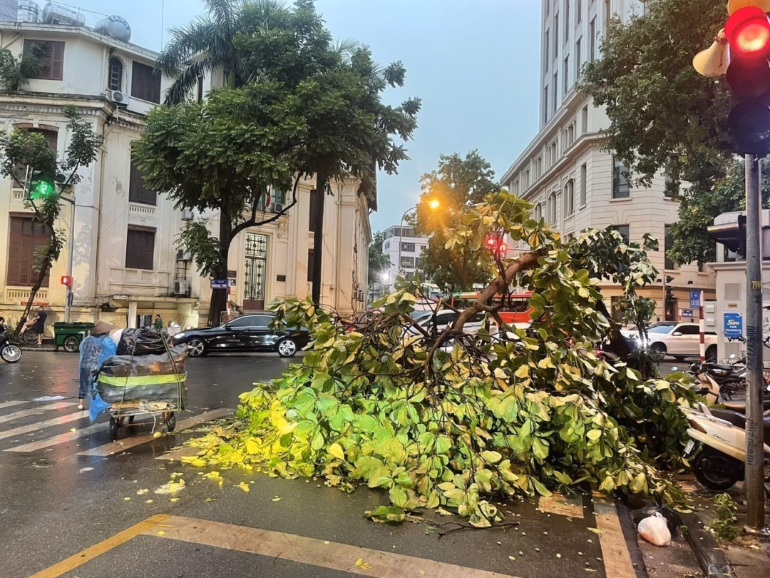 Cây đổ trên phố Lò Sũ (Ảnh: An Đăng - TTXVN).