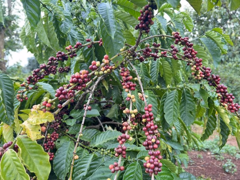 Hiệp Hội Cà Phê – Cacao Việt Nam: Thông Tin Liên Hệ Và Giới Thiệu 24/7/2025 Giá kỳ hạn cà phê tăng, arabica qua mức tâm lý quan trọng 300 cts/lb