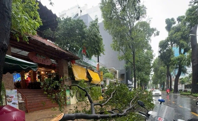 TP.HCM: Mưa to gió lớn khiến nhiều cây xanh ngã đổ, nguy cơ tai nạn Nhánh cây xanh to gãy rơi trên đường Phạm Ngọc Thạch