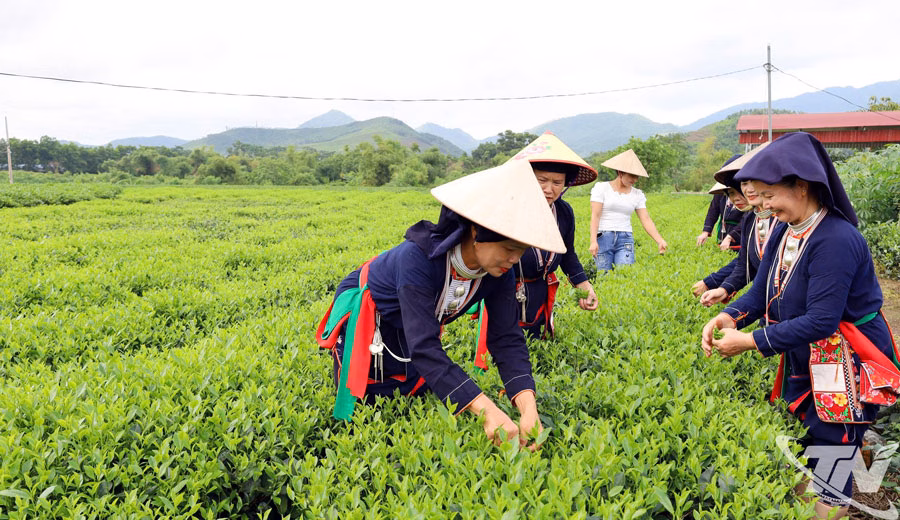 Chè là cây trồng chủ lực ở Đồng Muốn, góp phần nâng cao thu nhập cho nhiều hộ dân.