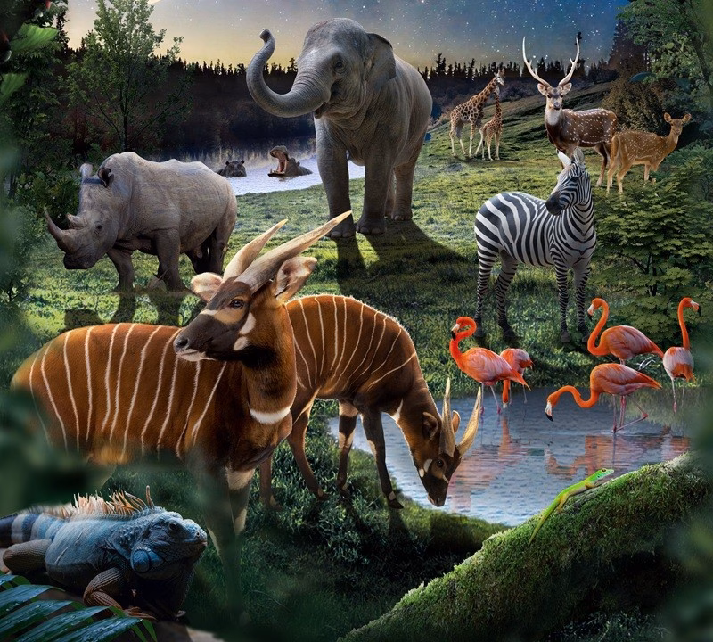 Night Safari – tour khám phá thế giới động vật về đêm. Ảnh: VinWonders.