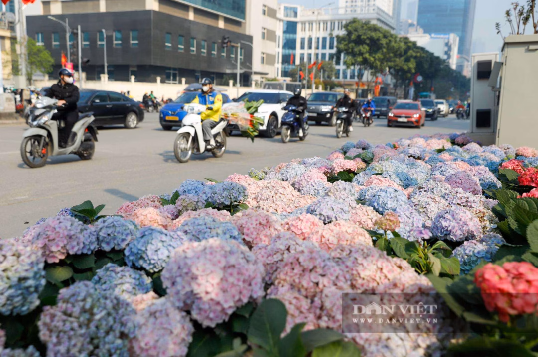 Cẩm t&uacute; cầu v&agrave; c&aacute;c lo&agrave;i hoa kh&aacute;c