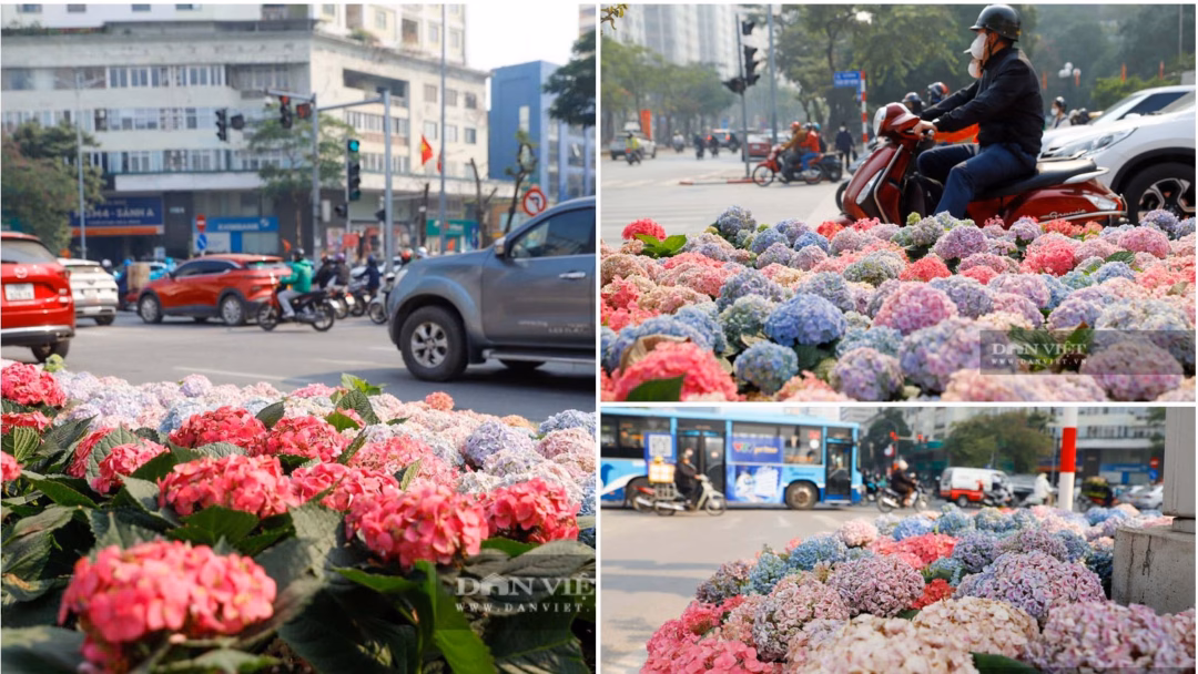 Cảnh người d&acirc;n ngắm hoa cẩm t&uacute; cầu