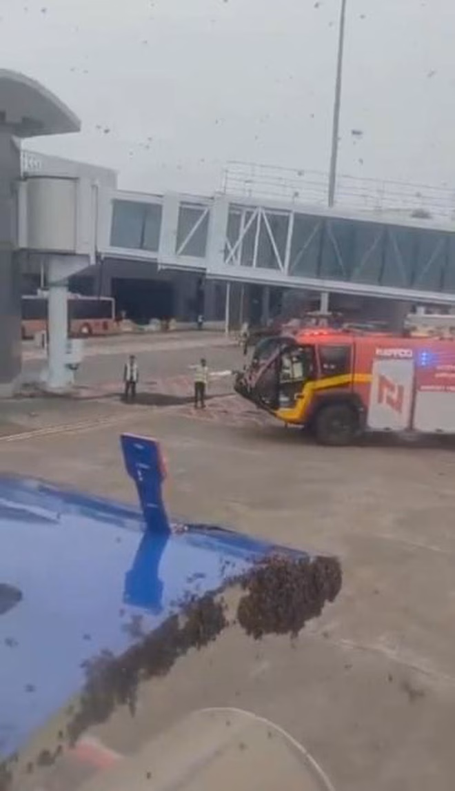 Đàn ong bị xua đuổi