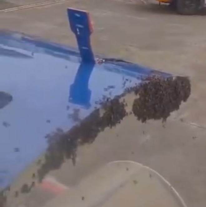 Đàn ong vây kín cửa máy bay