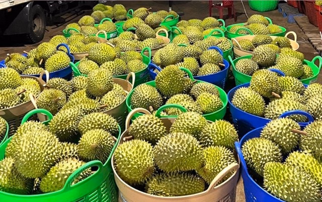 Xuất khẩu rau quả nửa đầu năm 2025 Xuất khẩu rau quả nửa đầu năm 2025 sụt giảm do sự suy giảm của mặt hàng sầu riêng