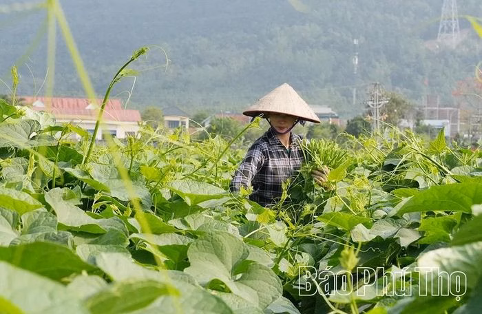 Những ngọn su su non mơn mởn vươn trong nắng tại Tam Đảo