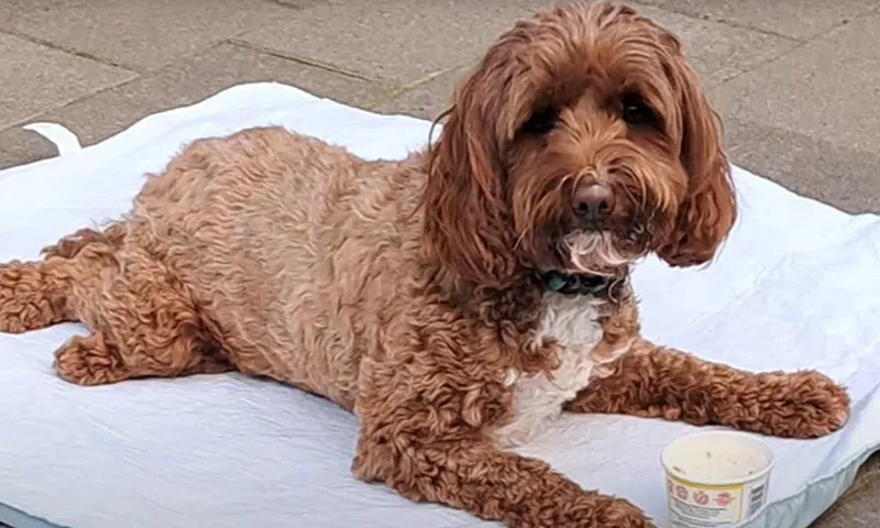 Chú chó bị liệt hai chân sau Chú chó labradoodle 16 tuần tuổi bị liệt hai chân sau