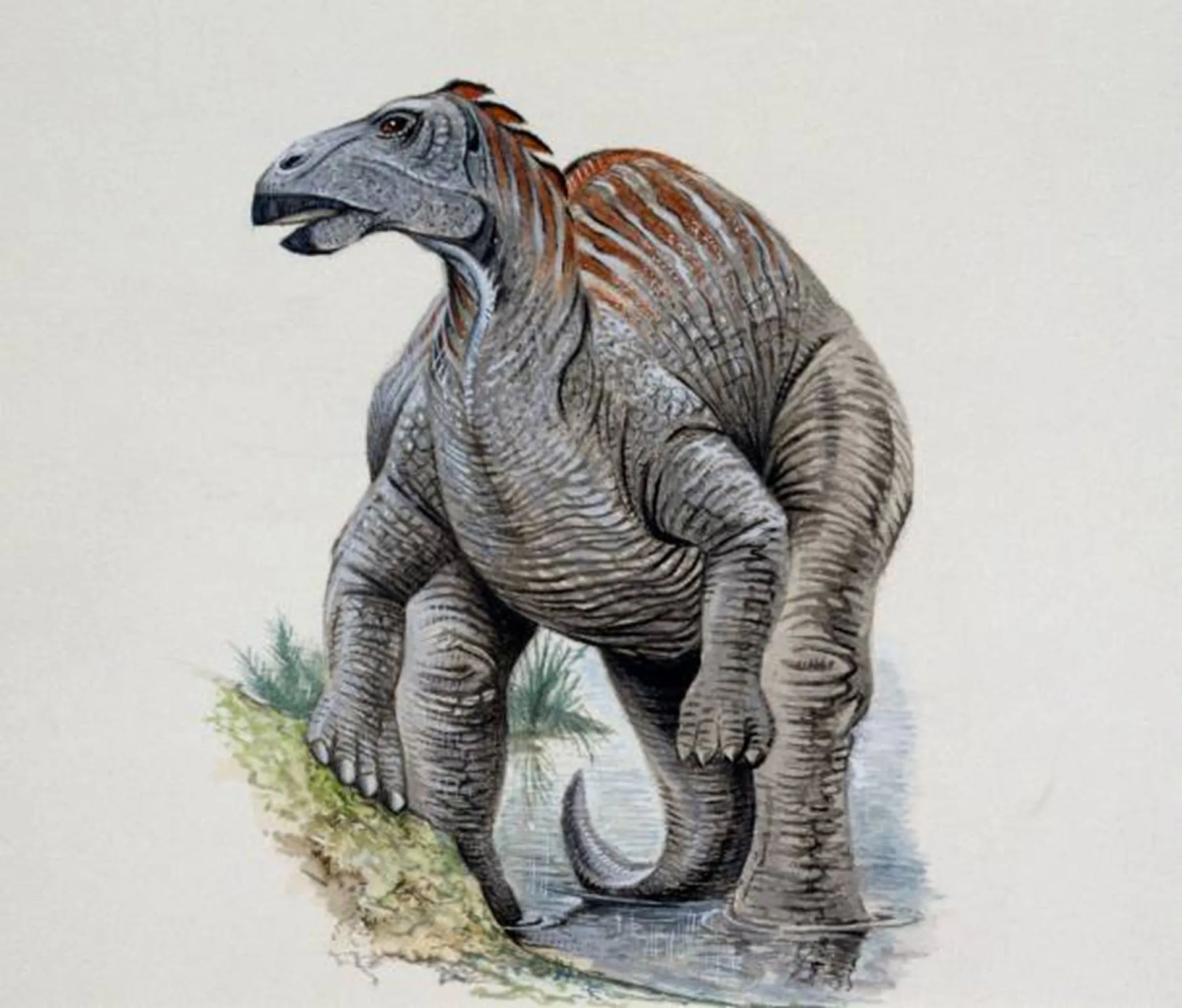 Telmatosaurus transsylvanicus Một cá thể Telmatosaurus transsylvanicus