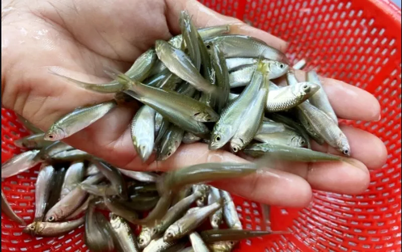 Cá linh tươi rói Cá linh tươi rói trên chợ miền Tây