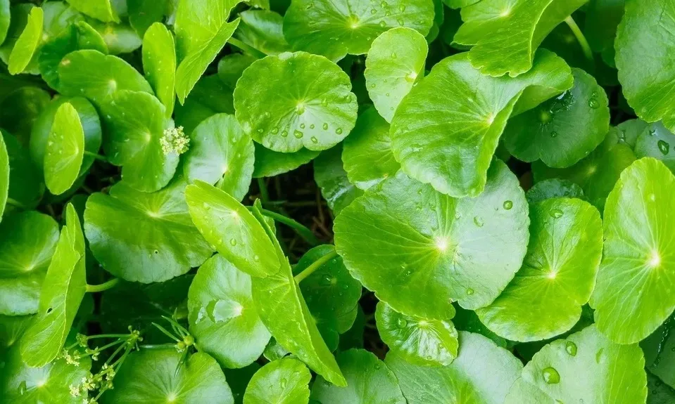 Rau má giúp kích thích sản sinh collagen Rau má giúp kích thích sản sinh collagen