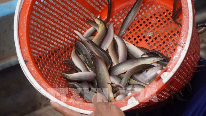 C&aacute; chạch đồng gi&aacute; tr&ecirc;n 200.000 đồng/kg