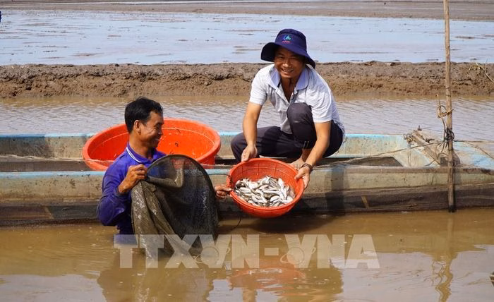 C&aacute; đồng được b&aacute;n tại chợ địa phương