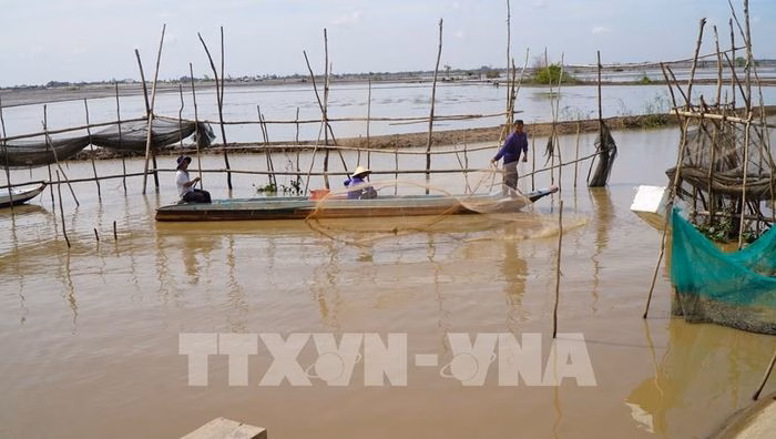 C&aacute; đồng đang được thu hoạch tại đồng ngập lụt